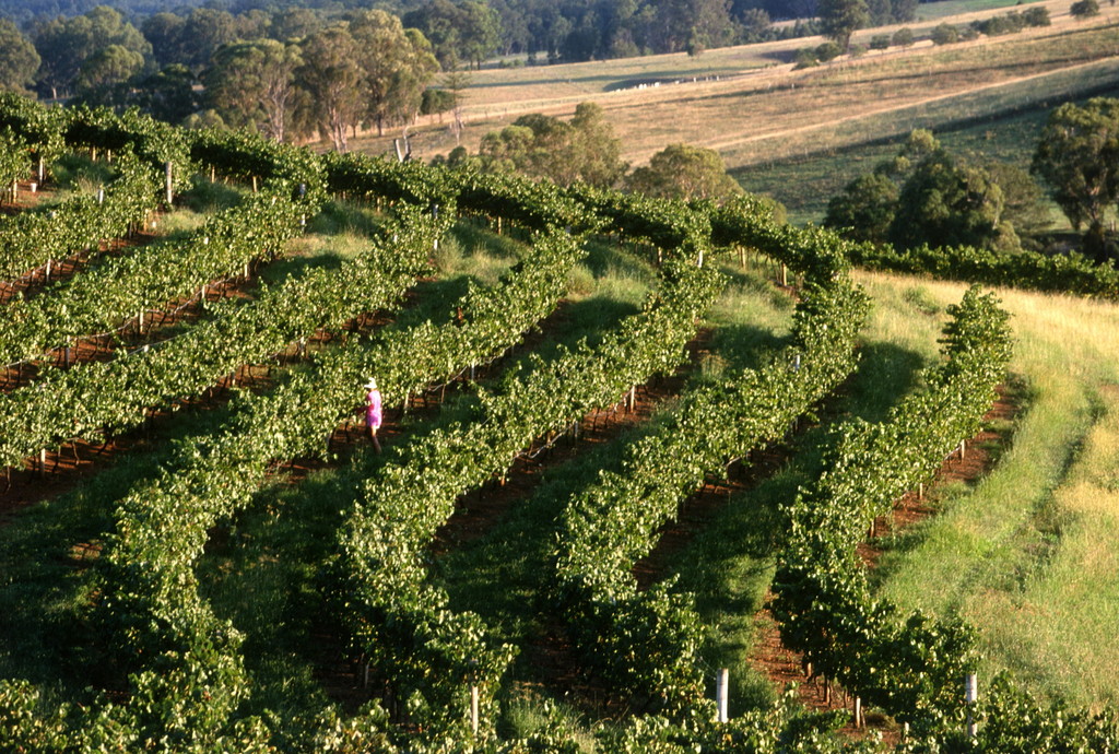 Day Trips From Sydney: Hunter Valley