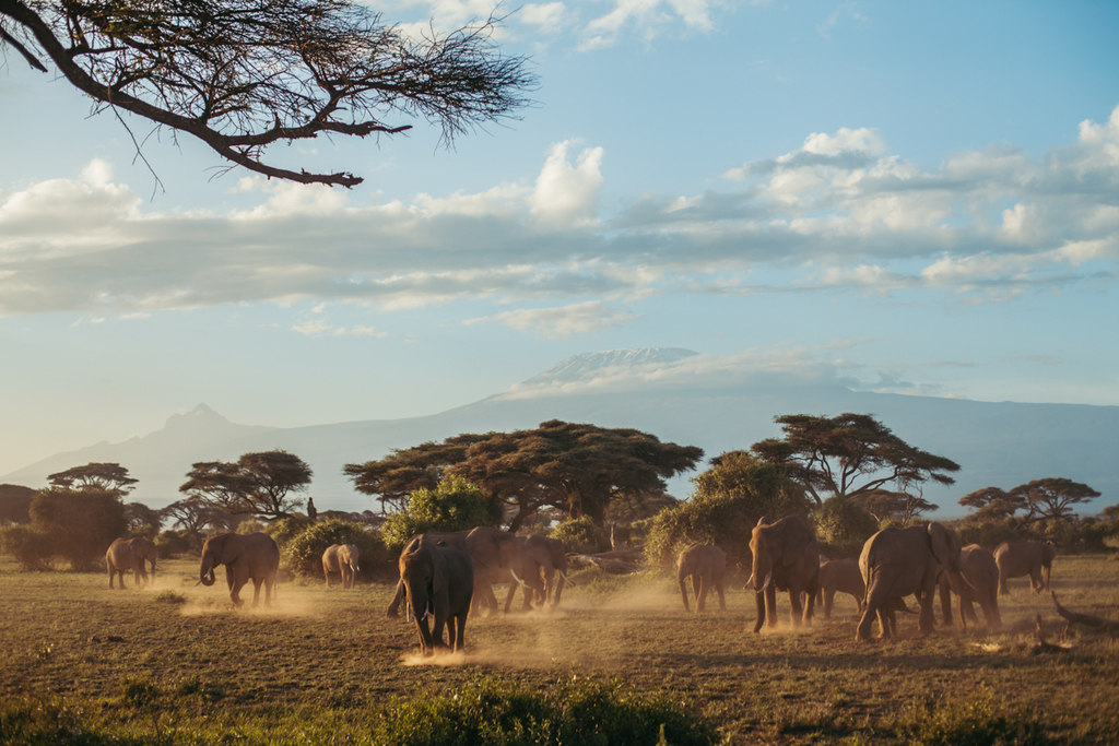 Elephants busking in the sun with the background of Kilimanjaro in Amboseli Park in Kenya